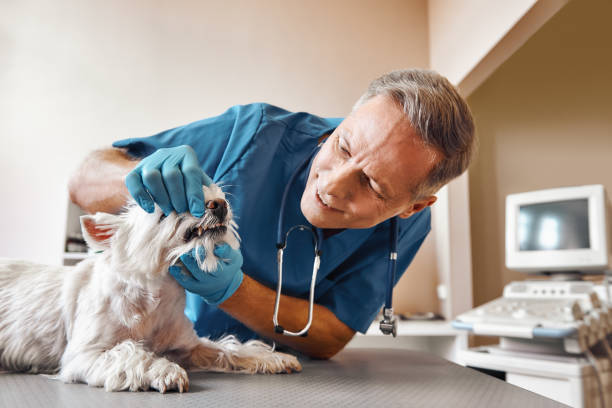 Best Walk-In Emergency Dentist in Caryville, TN